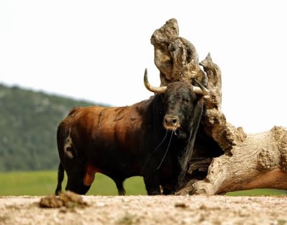 Hotelero en la finca